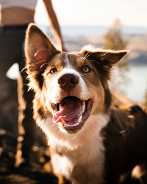 doggo.jpeg